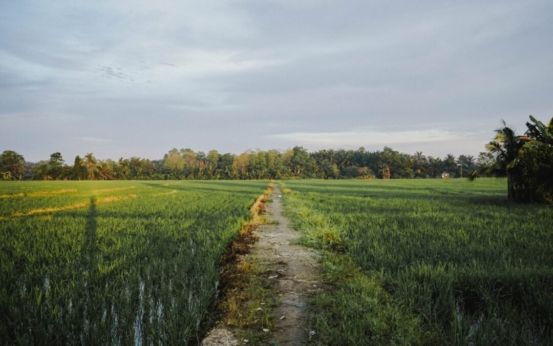 Countryside