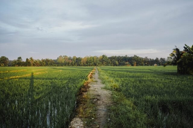 Countryside