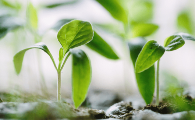 Two small green seedlings